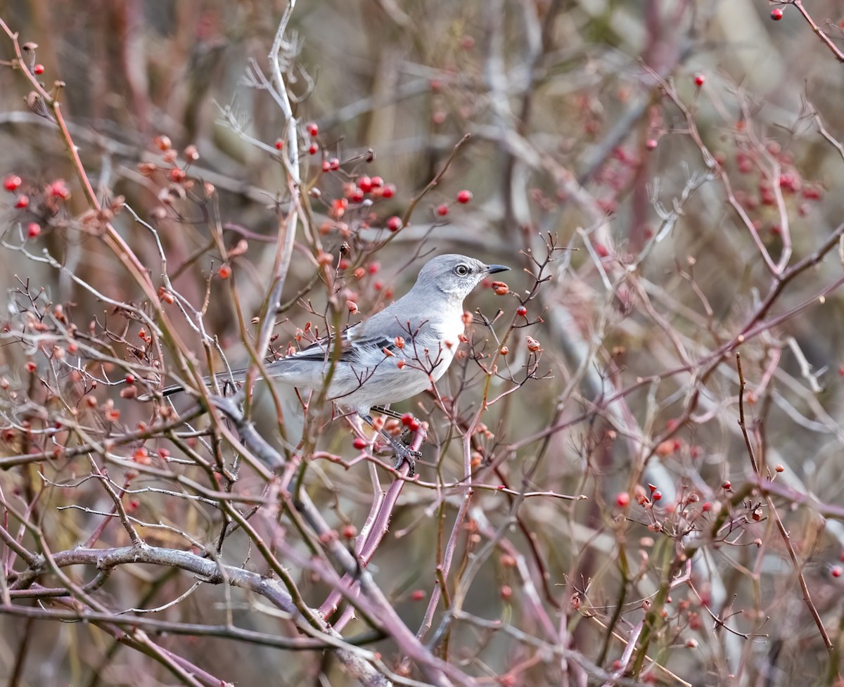 sangspottefugl - ML646858228