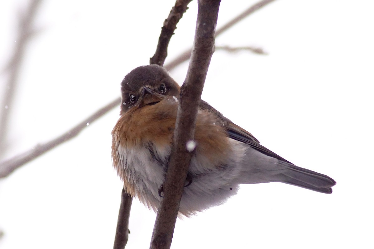 Azulejo Oriental - ML646858234