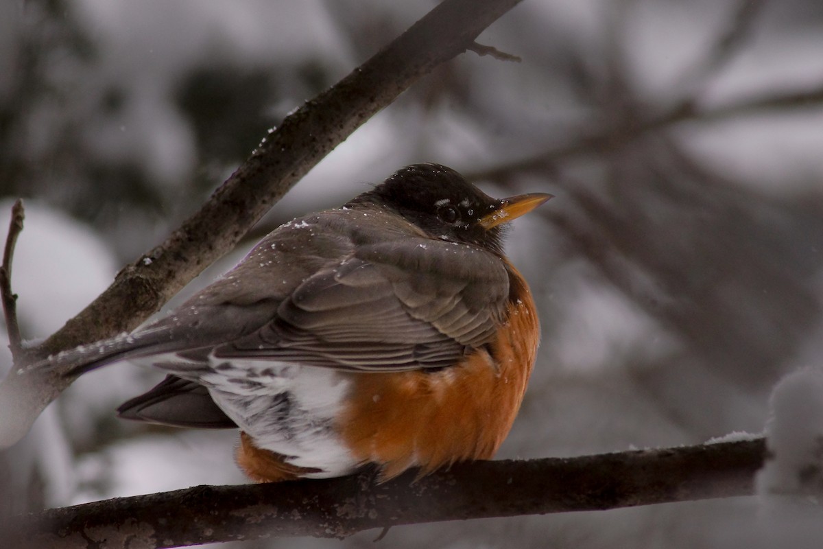 קיכלי נודד - ML646858240