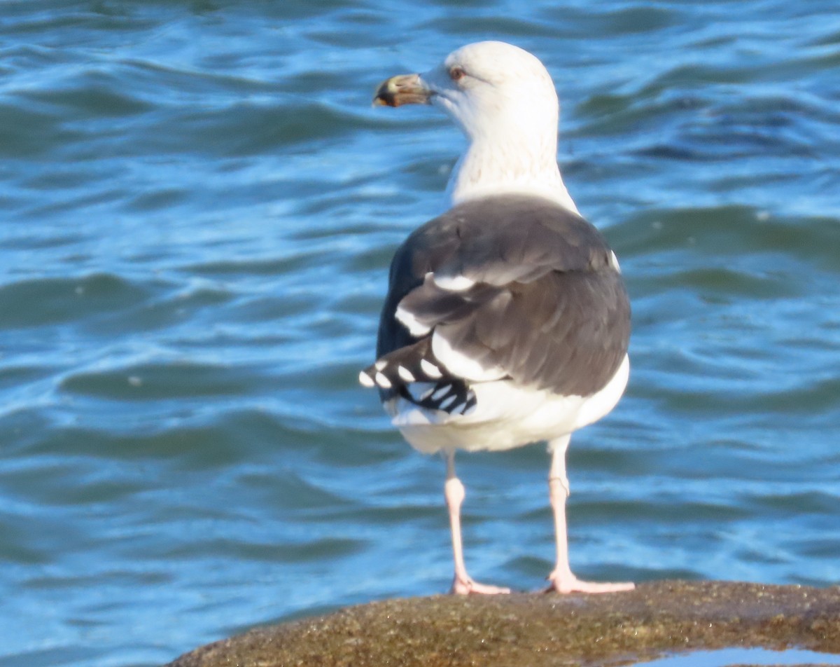 Great Black-backed Gull - ML646858261