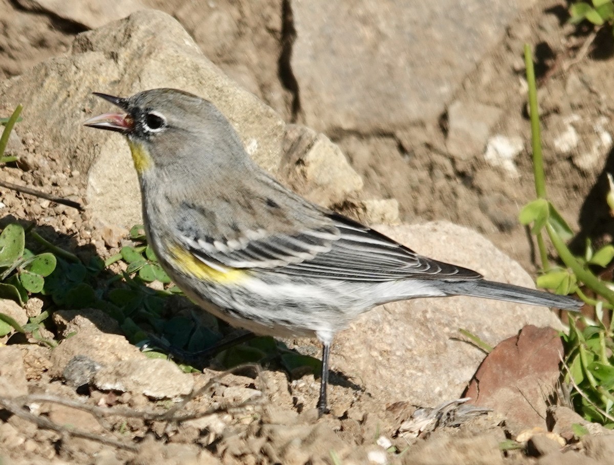 Taçlı Ötleğen (auduboni) - ML646858262