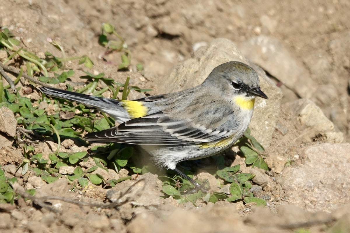 Taçlı Ötleğen (auduboni) - ML646858263