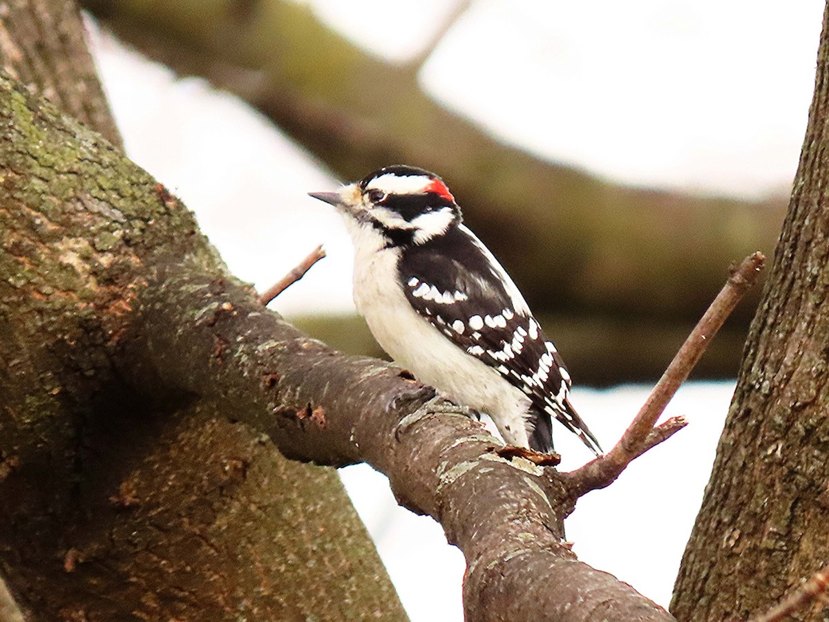 Downy Woodpecker - ML646858264
