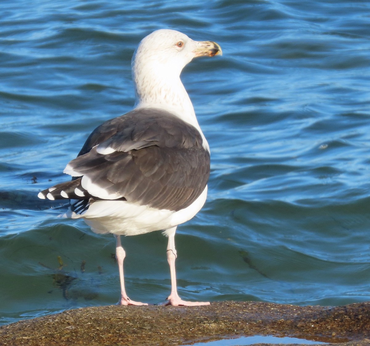 Great Black-backed Gull - ML646858267