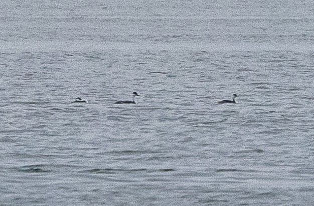 クビナガカイツブリ - ML646858269