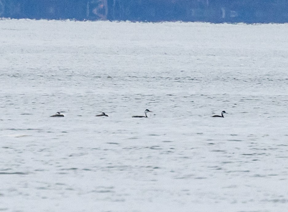 クビナガカイツブリ - ML646858270