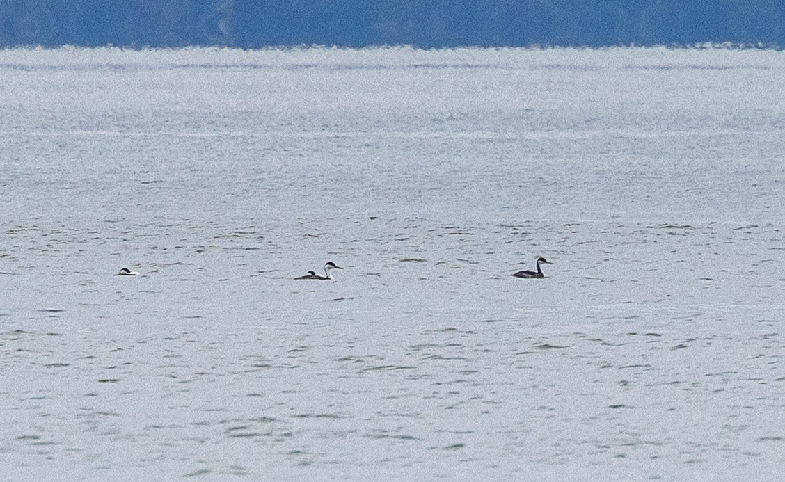 クビナガカイツブリ - ML646858271