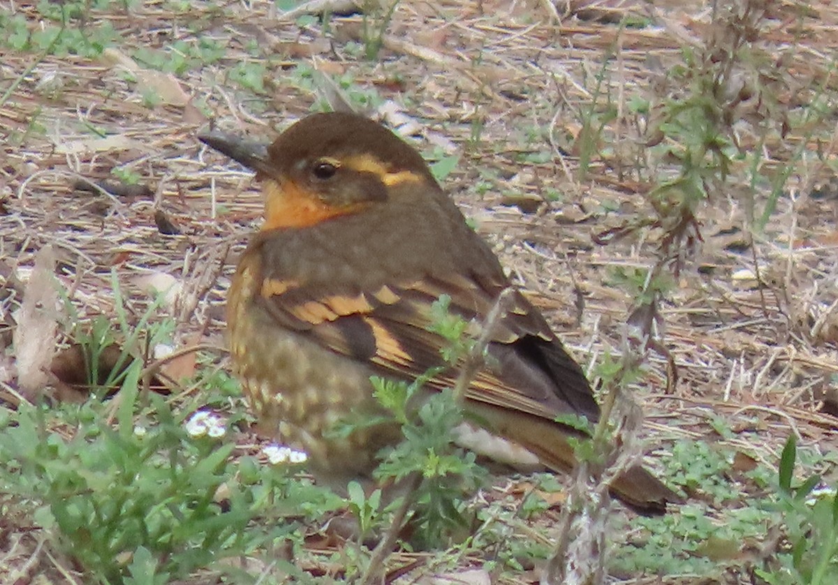 ムナオビツグミ - ML646858273