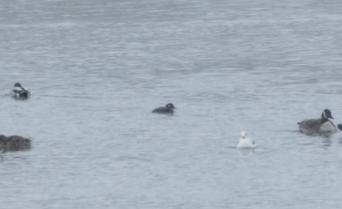 harlekinand - ML646858274