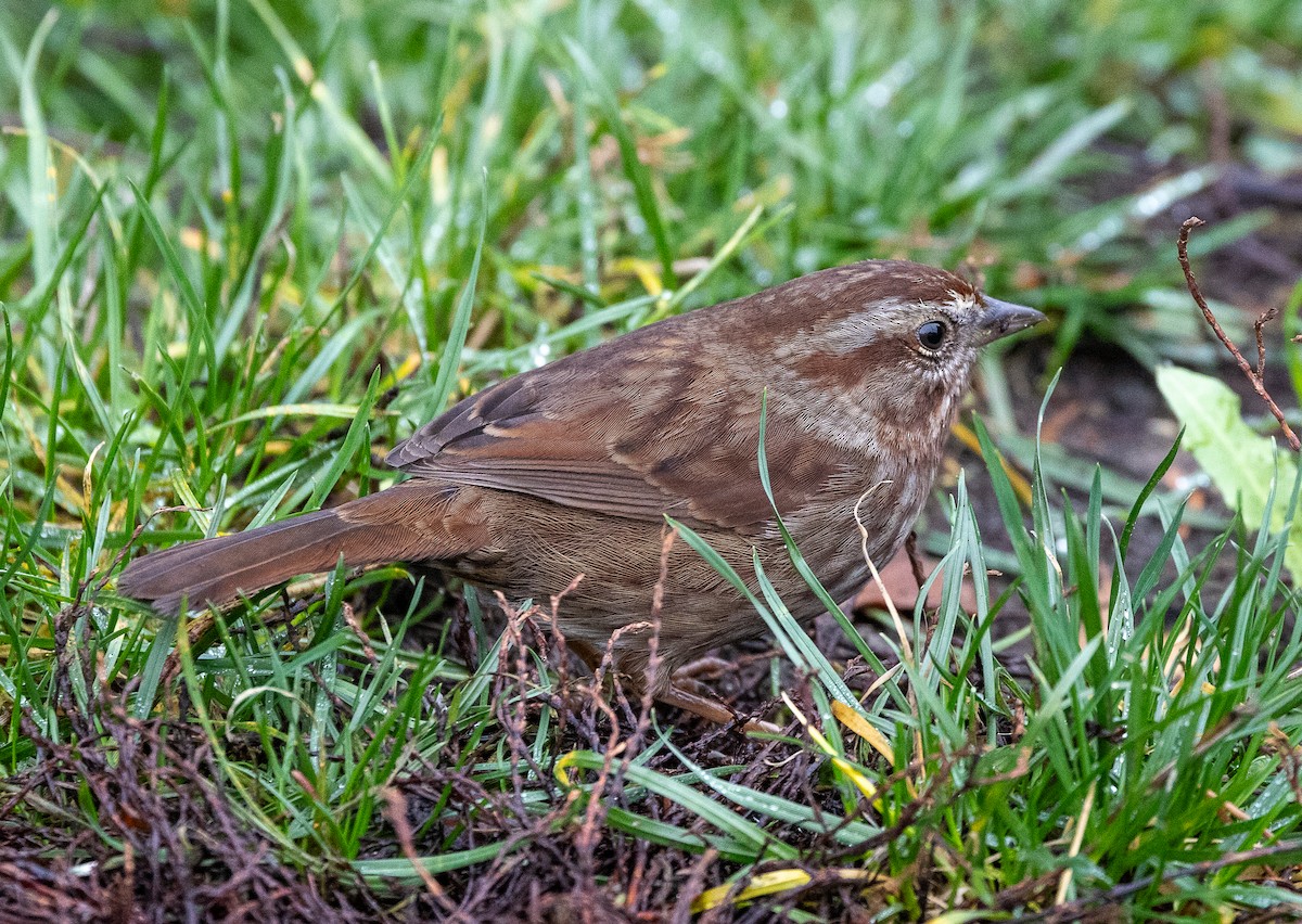 ウタスズメ - ML646858281