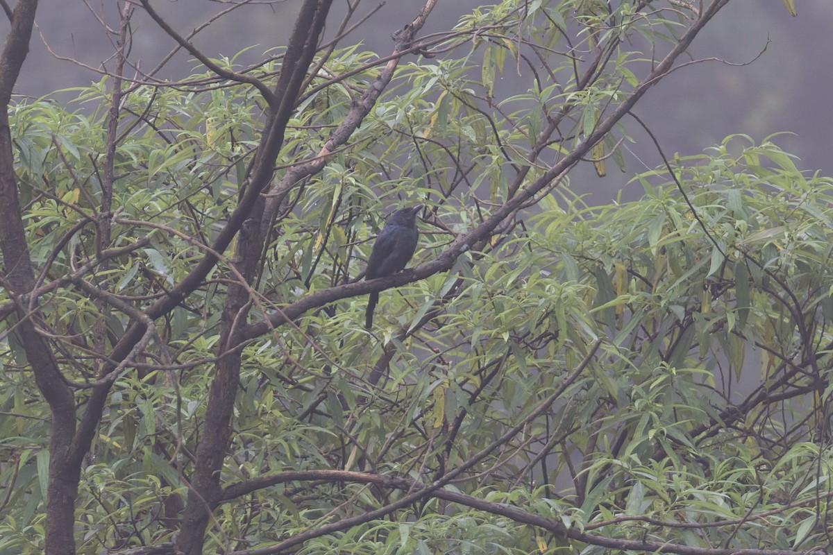 ハイイロオウチュウ - ML646858283