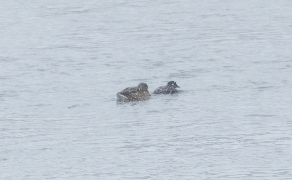 harlekinand - ML646858285