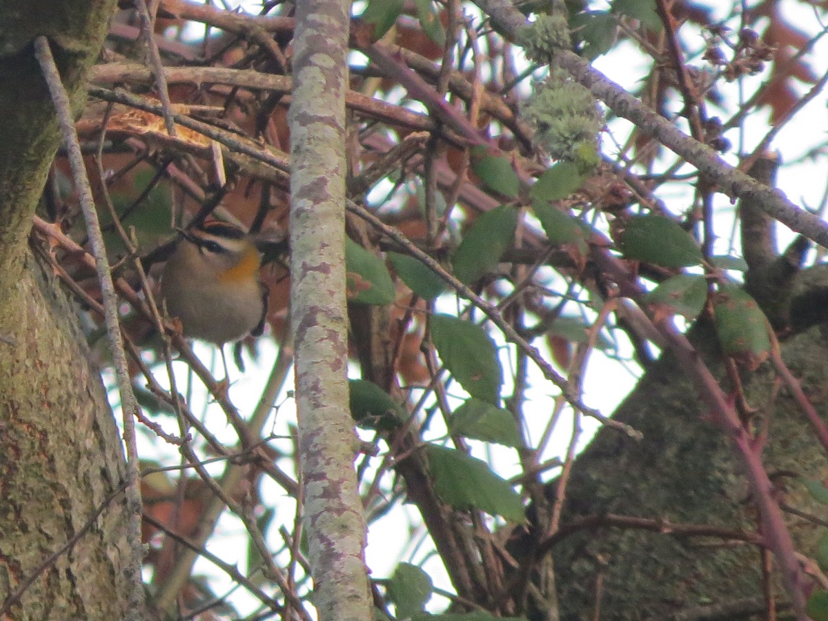 Fiorrancino - ML646858286