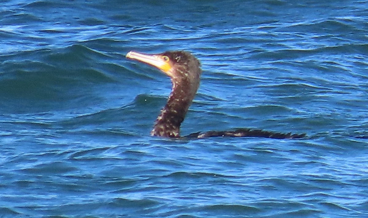 Great Cormorant - ML646858287