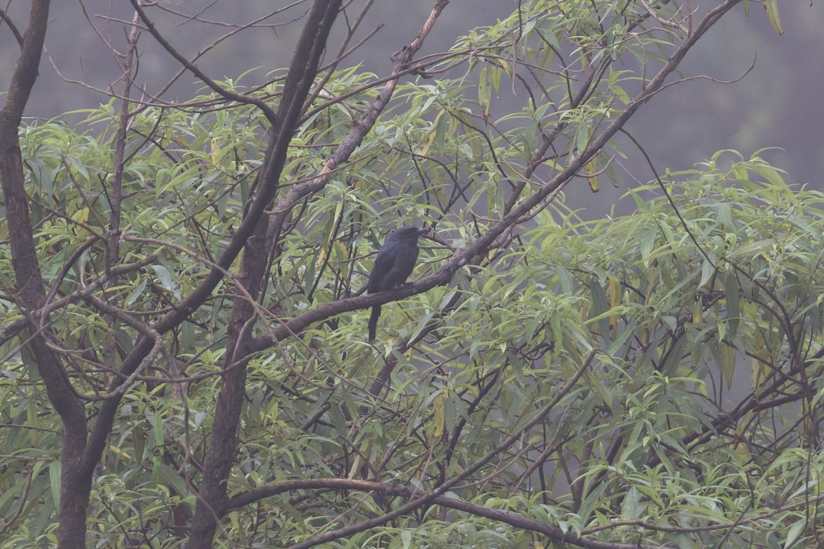 ハイイロオウチュウ - ML646858288