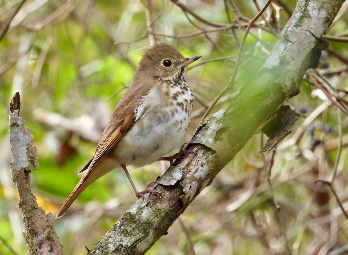 Hermit Thrush - ML646858289