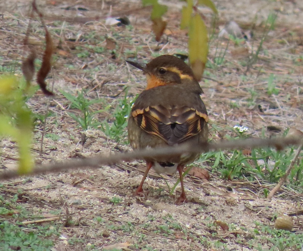 ムナオビツグミ - ML646858293