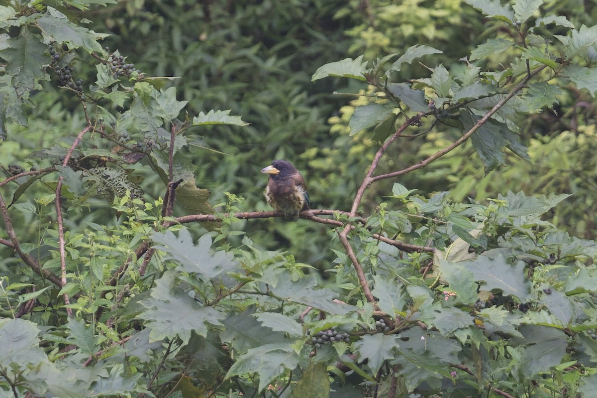 Great Barbet - ML646858294