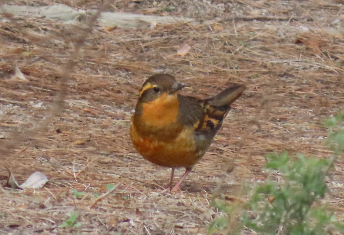 ムナオビツグミ - ML646858296