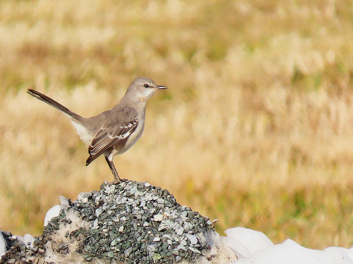 Northern Mockingbird - ML646858297
