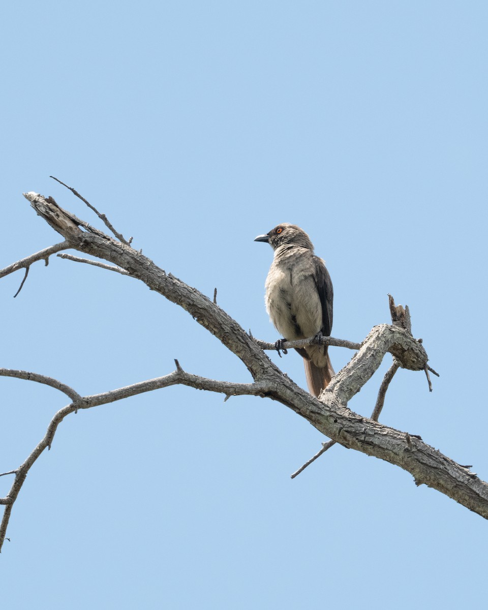New Caledonian Cuckooshrike - ML646858298