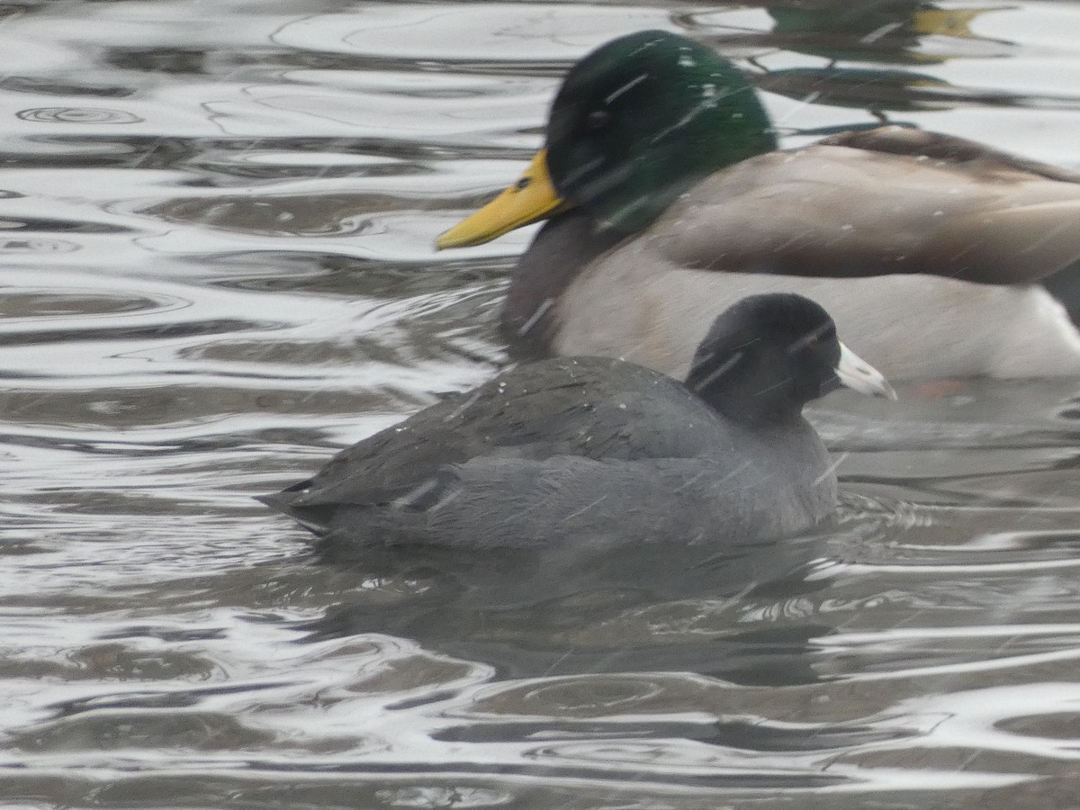 American Coot - ML646858306