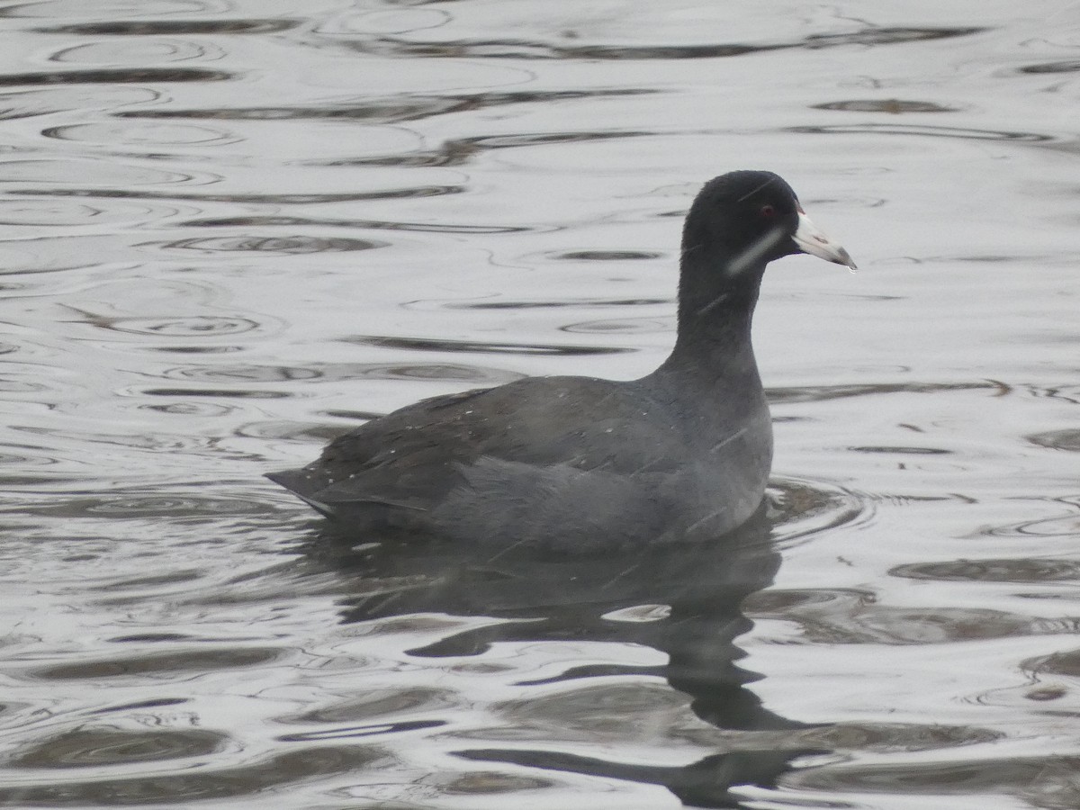 American Coot - ML646858307
