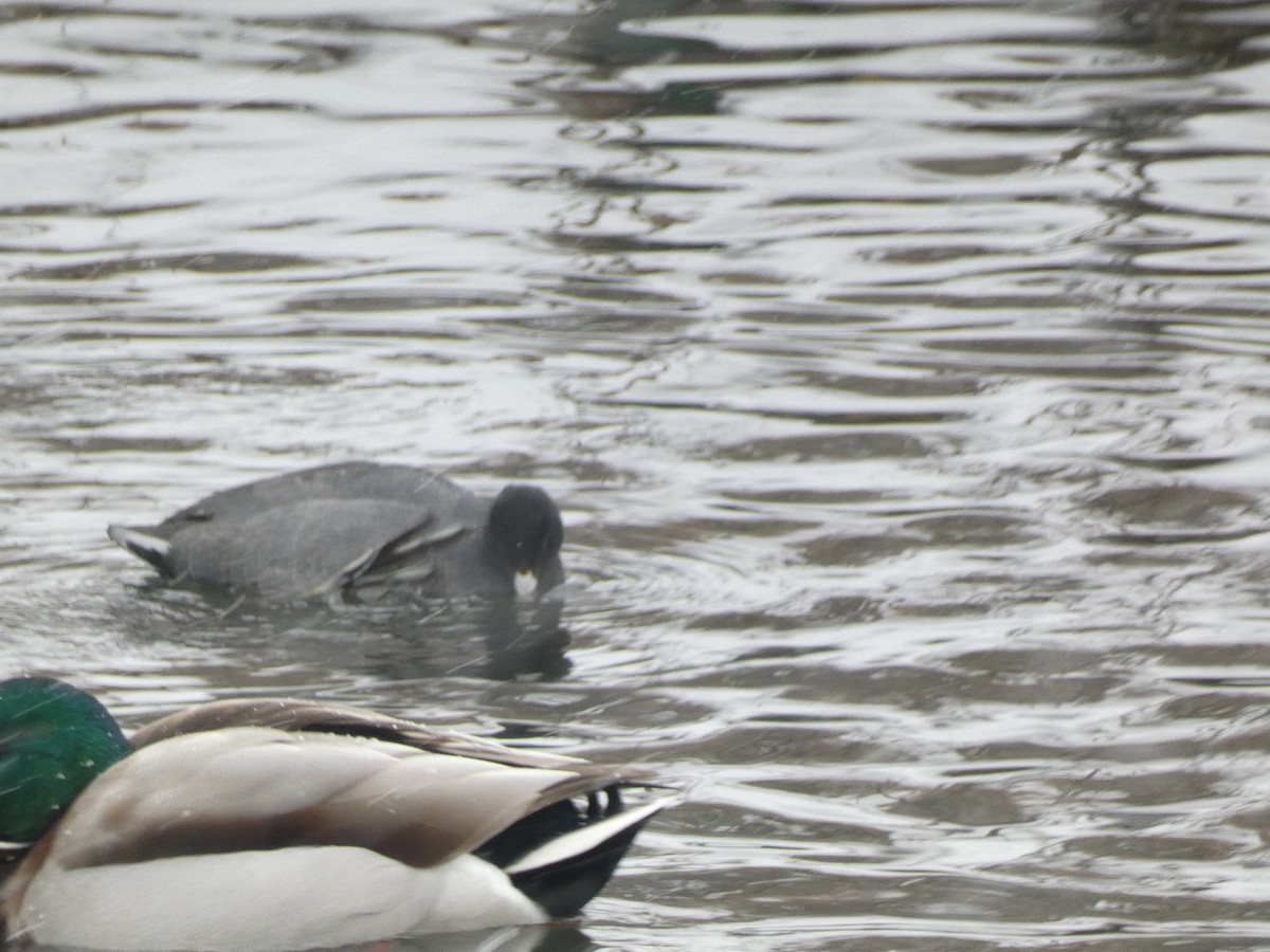 American Coot - ML646858308