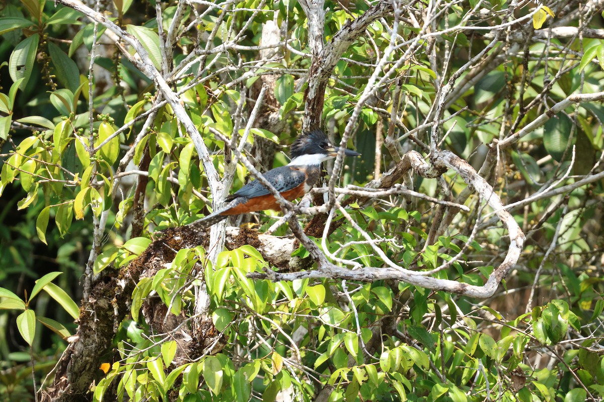 Ringed Kingfisher - ML646858309