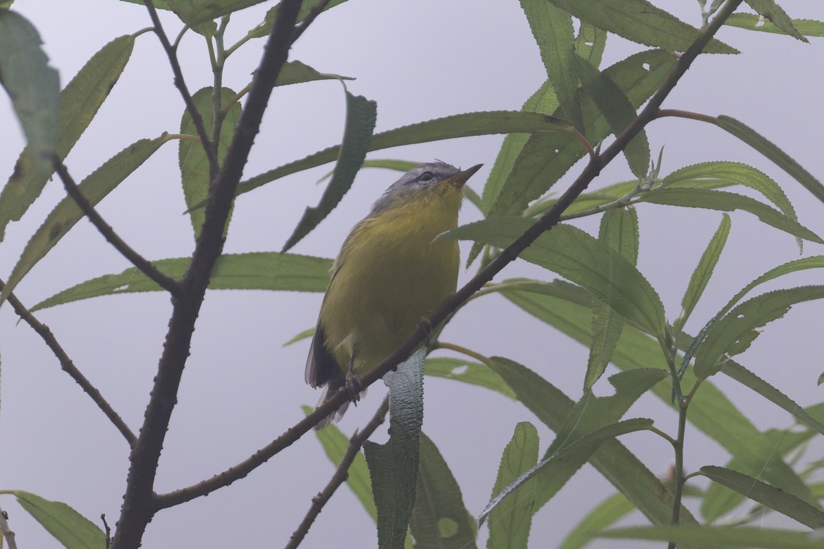 budníček šedohlavý - ML646858311