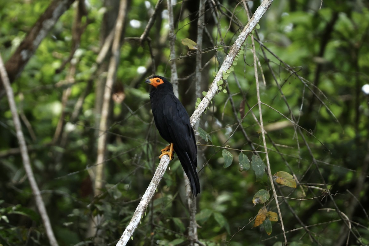 Black Caracara - ML646858313