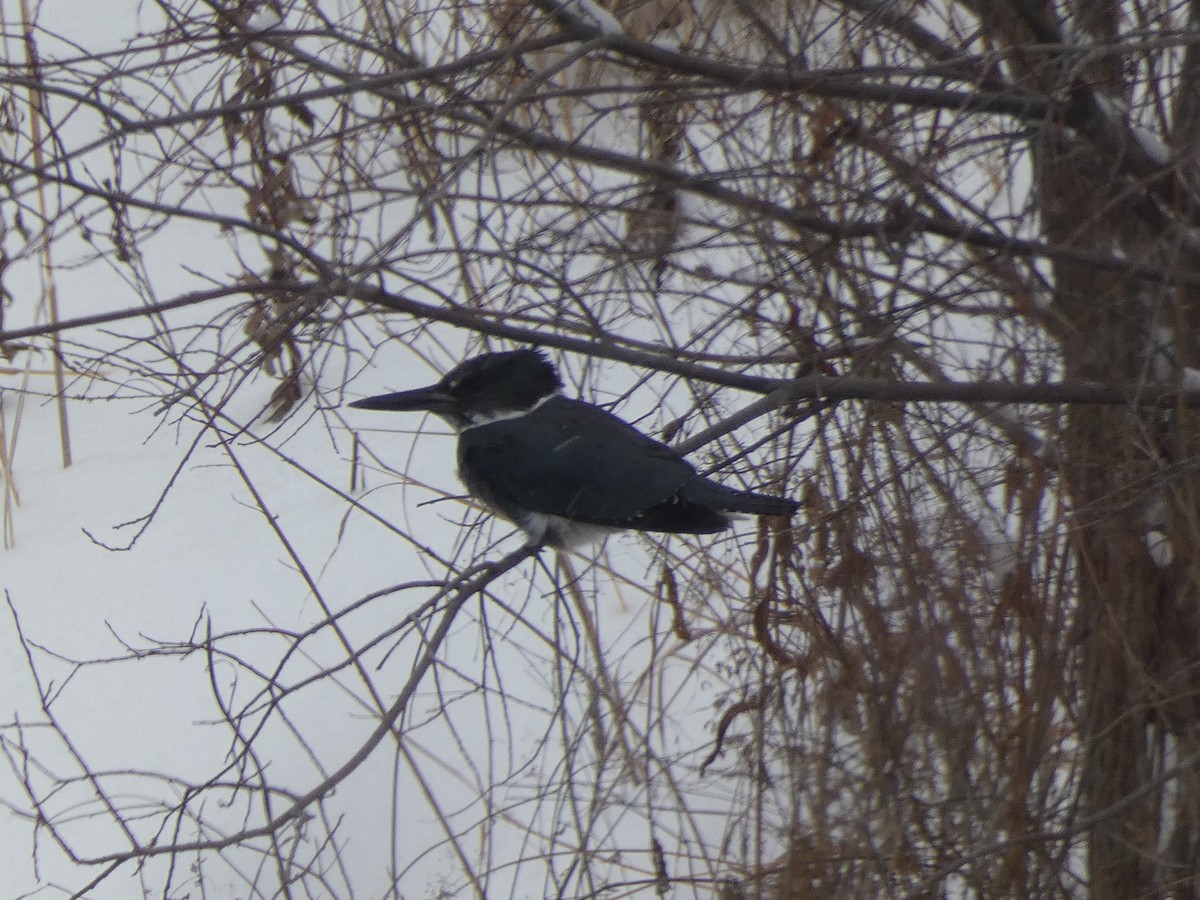 Belted Kingfisher - ML646858316