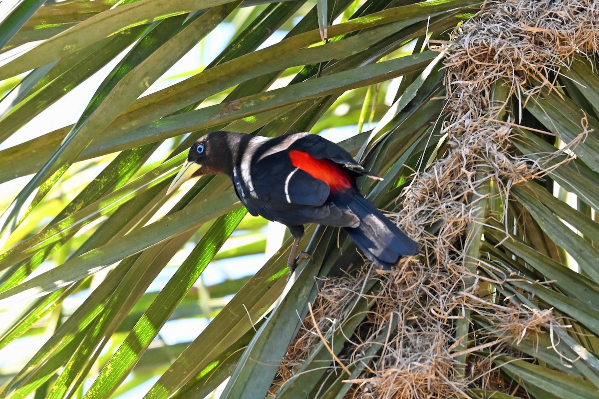 Red-rumped Cacique - ML646858317