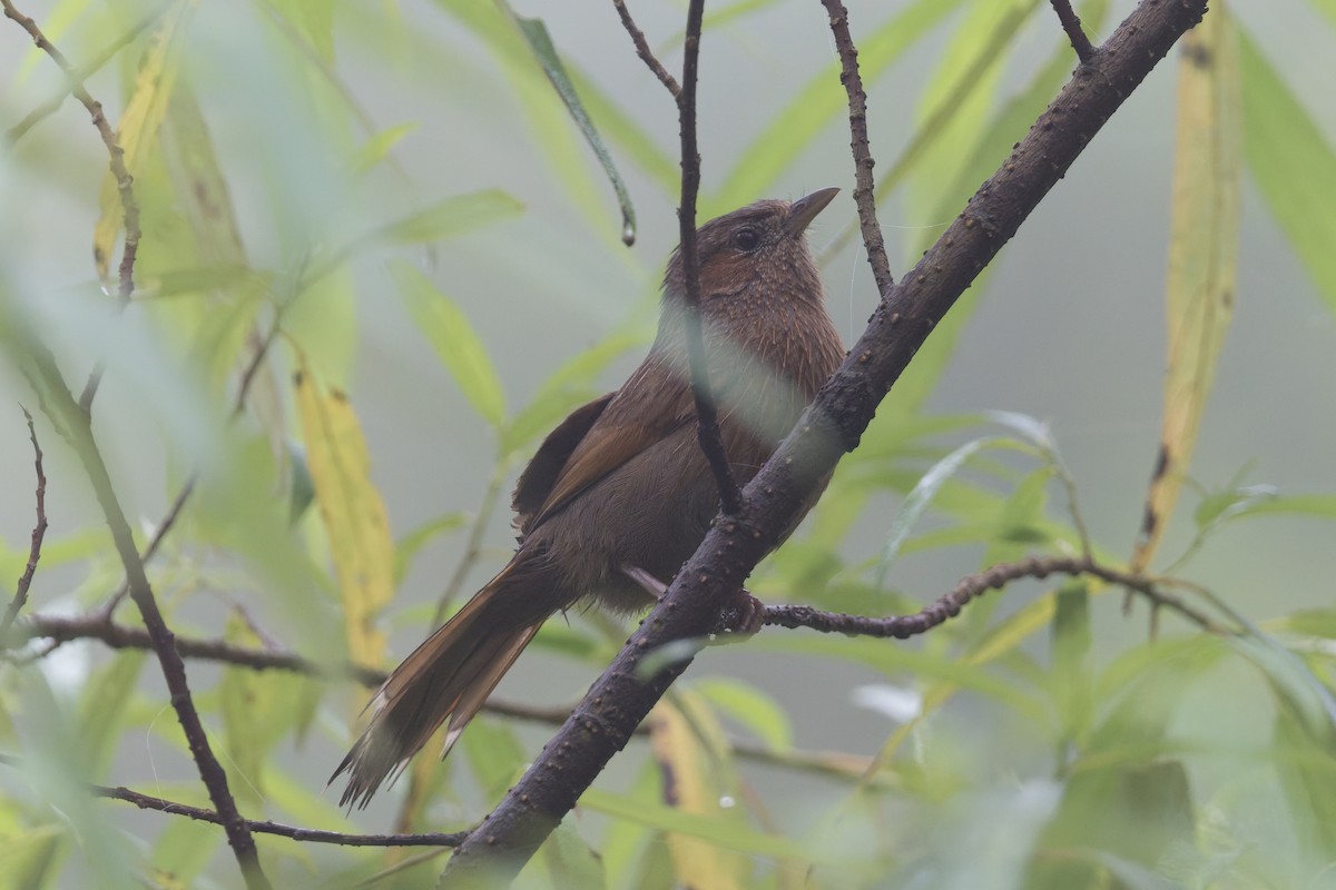 Streaked Laughingthrush - ML646858318
