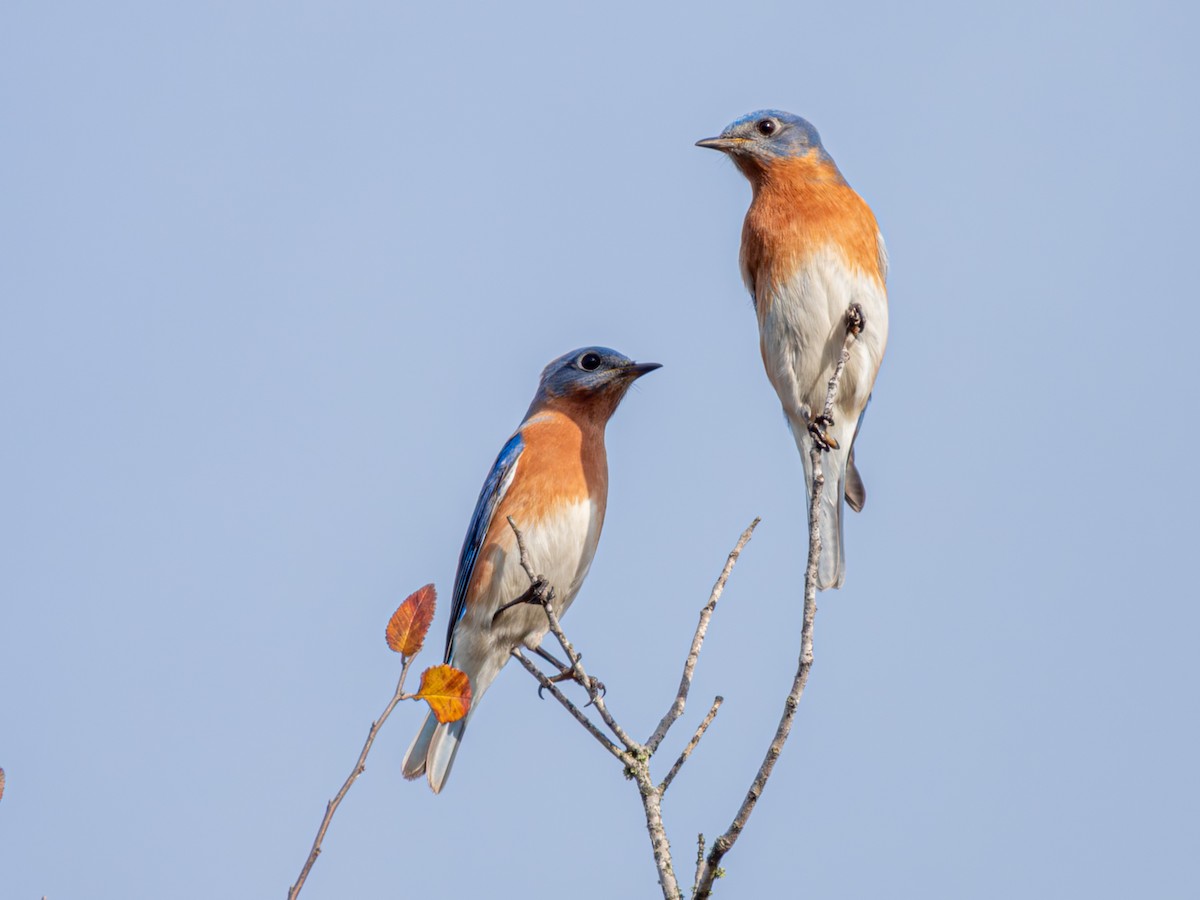 Eastern Bluebird - ML646858320