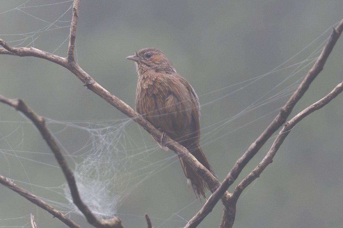 Streaked Laughingthrush - ML646858325