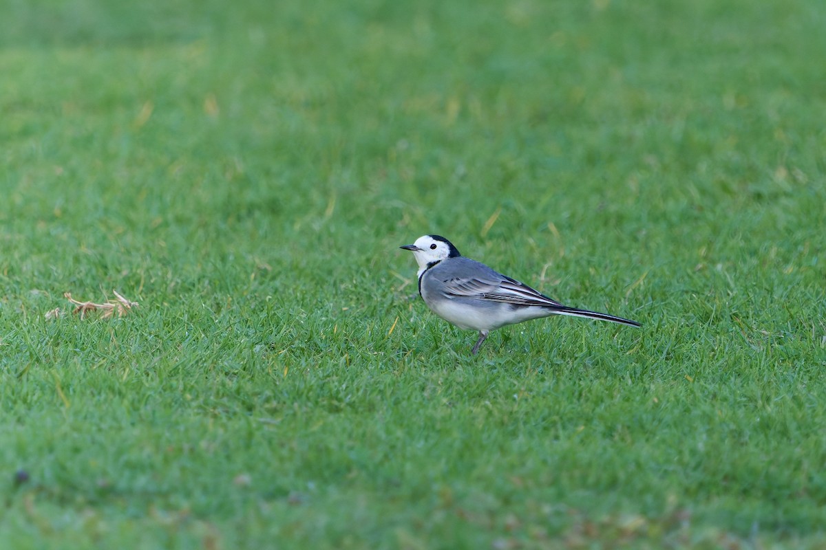 linerle (alba/dukhunensis) - ML646858333