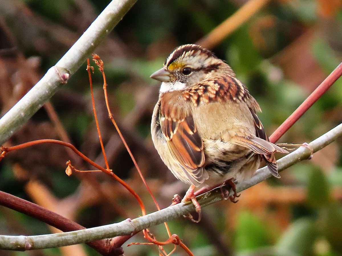 White-throated Sparrow - ML646858336