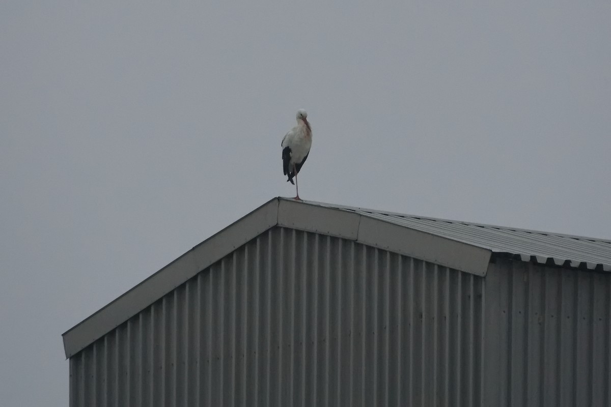 White Stork - ML646858346