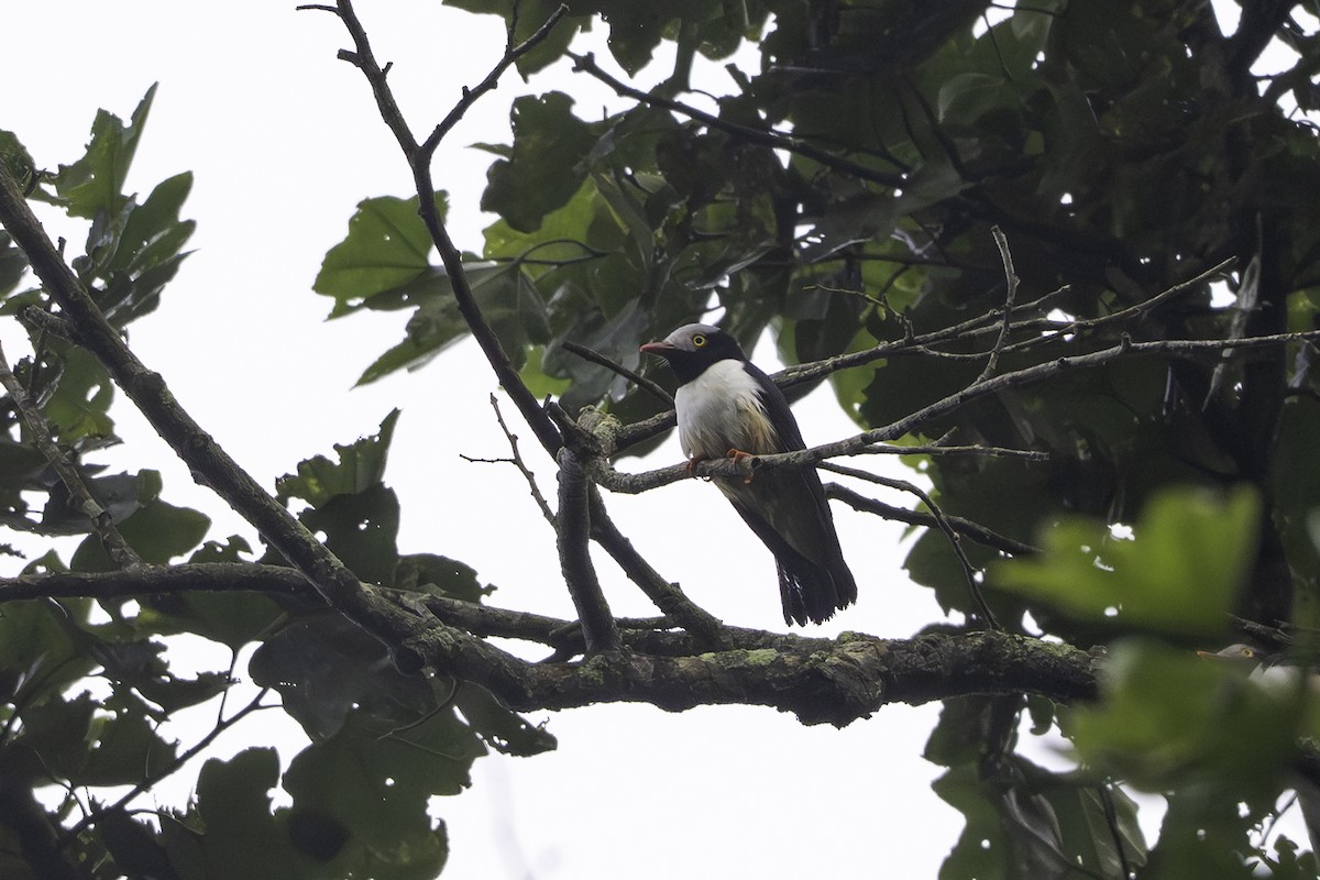 Rotschnabel-Brillenvanga - ML646858350