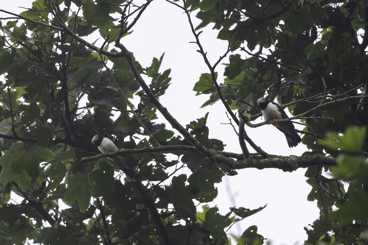 Rotschnabel-Brillenvanga - ML646858351