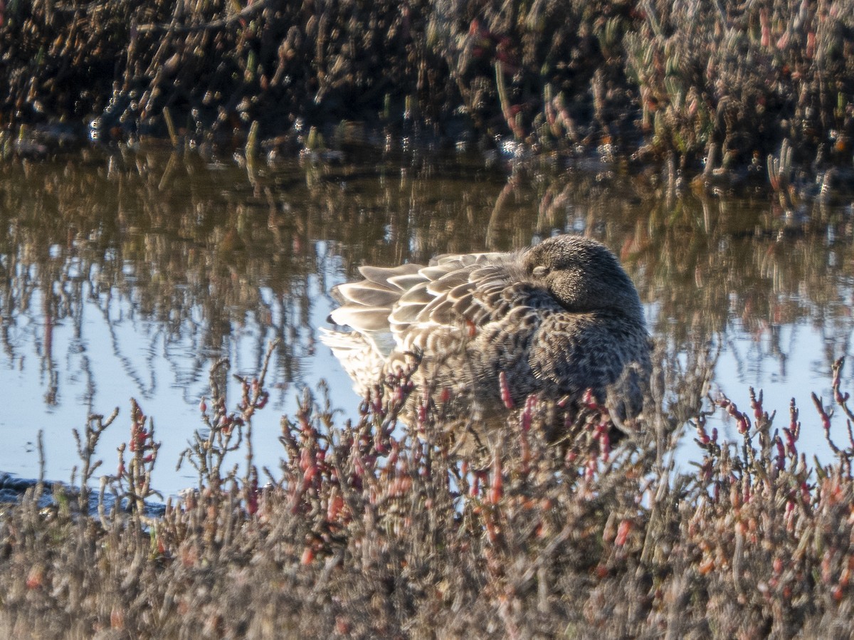 Green-winged Teal - ML646858352