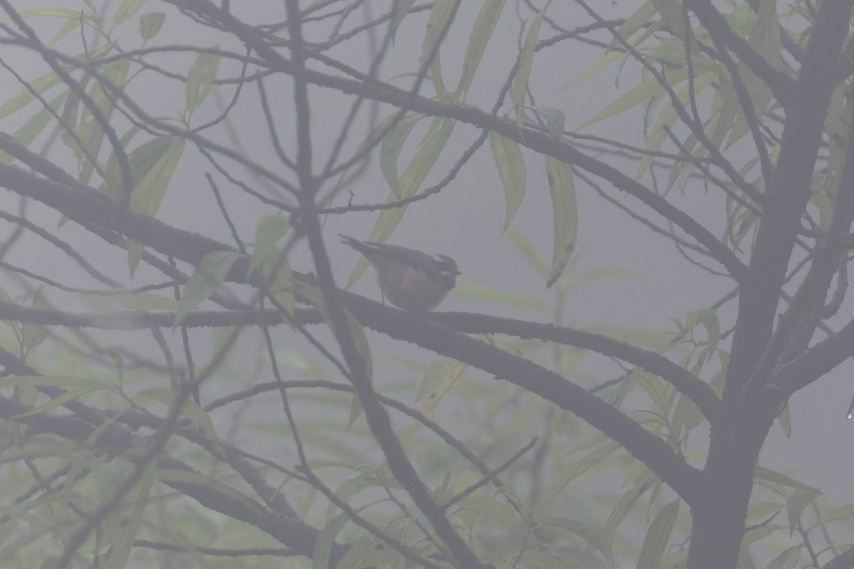 mlynařík kaštanovotemenný - ML646858353