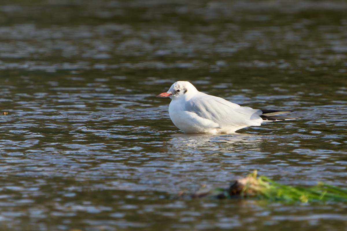 Black-headed Gull - ML646858354