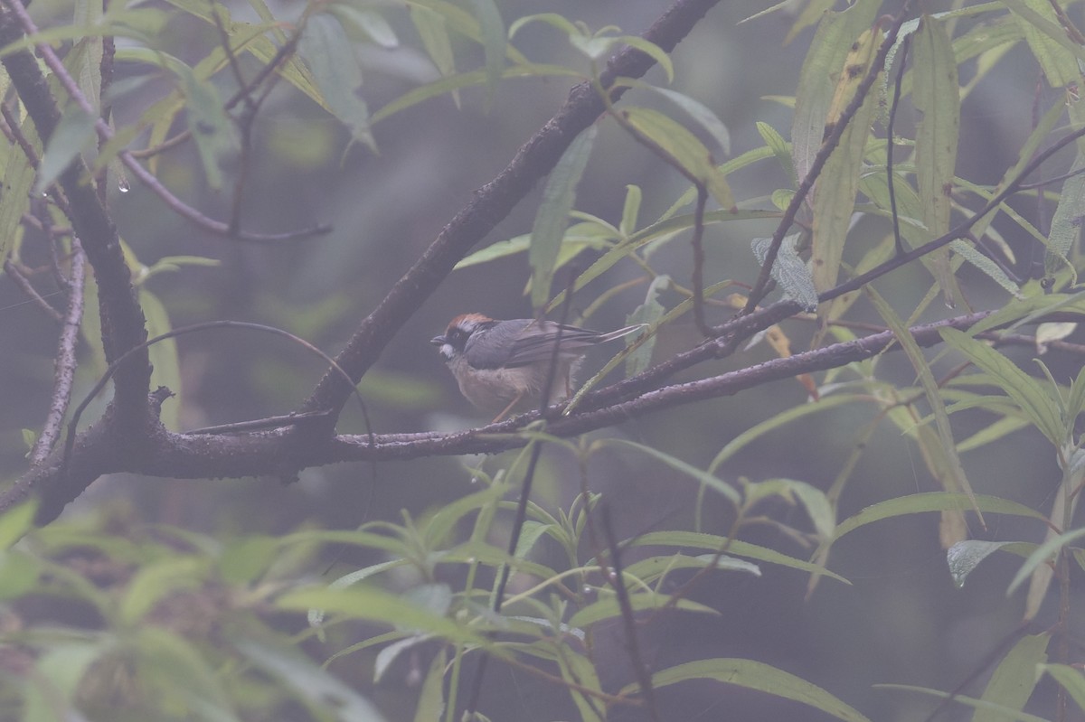 mlynařík kaštanovotemenný - ML646858357