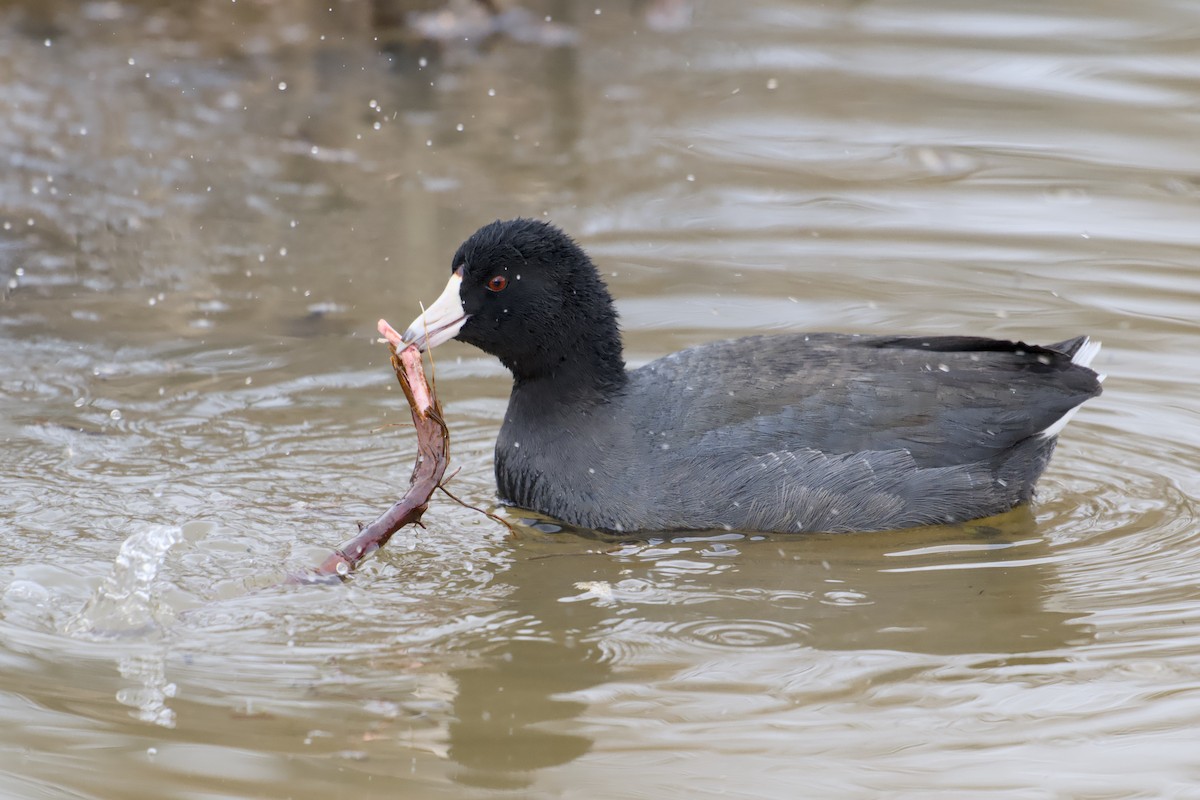 American Coot - ML646858359