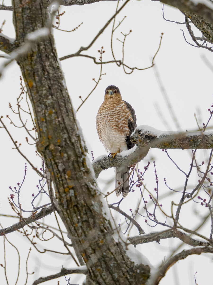Cooper's Hawk - ML646858360