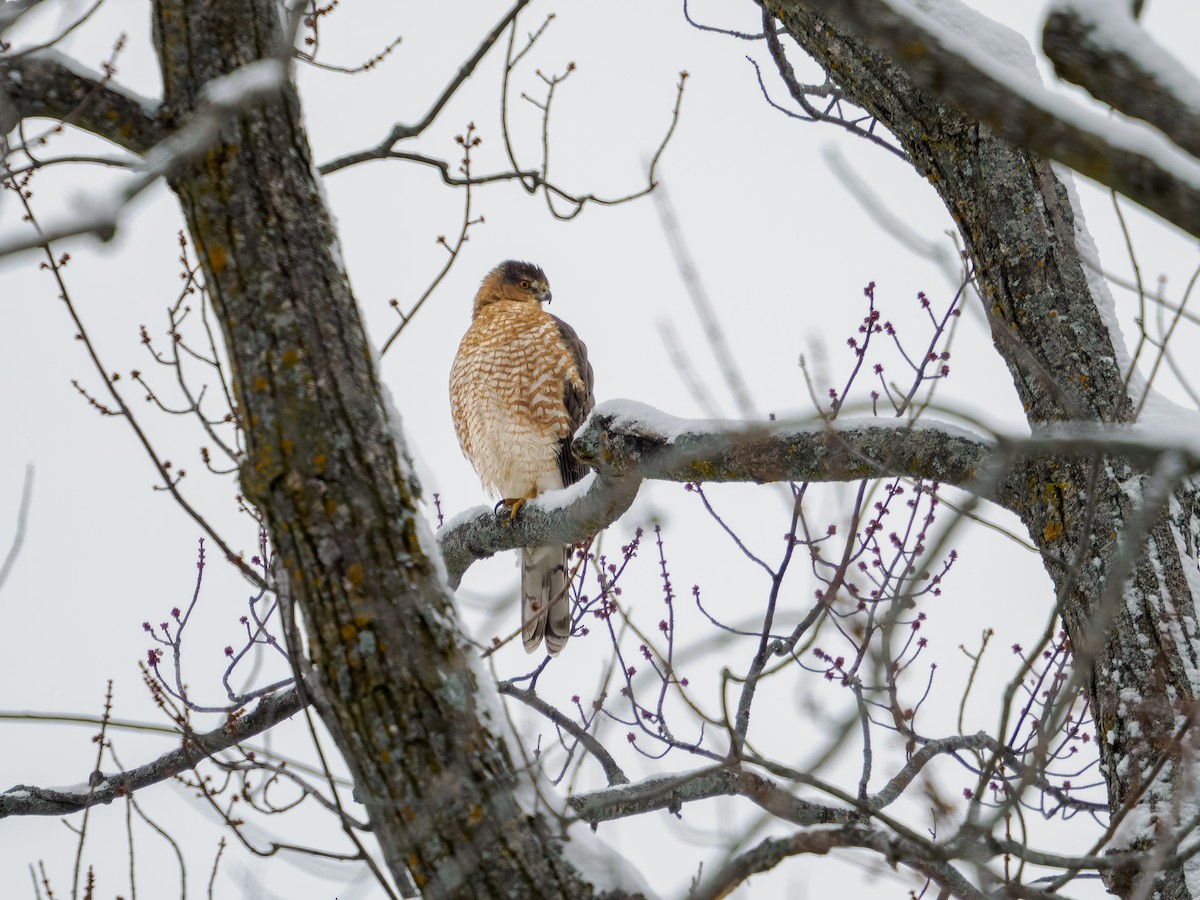 Cooper's Hawk - ML646858361