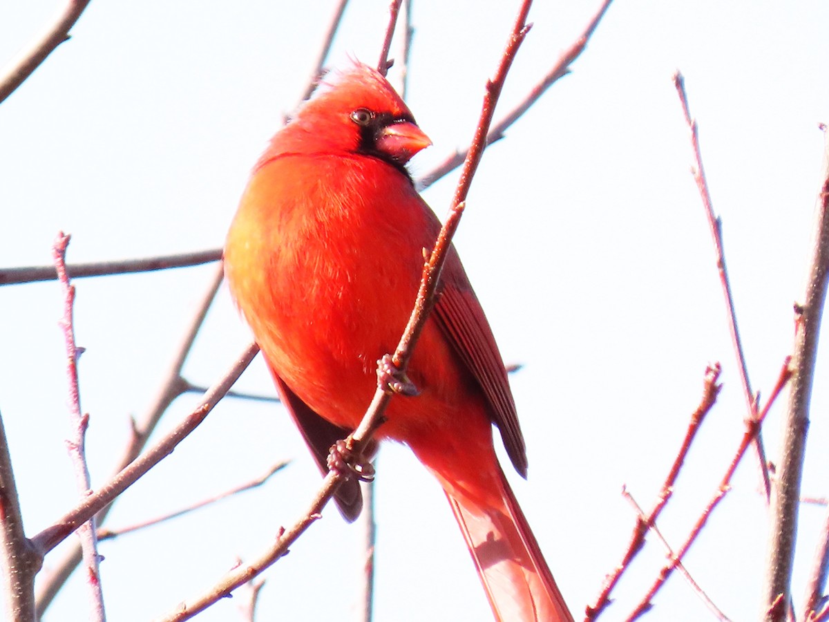 Northern Cardinal - ML646858366