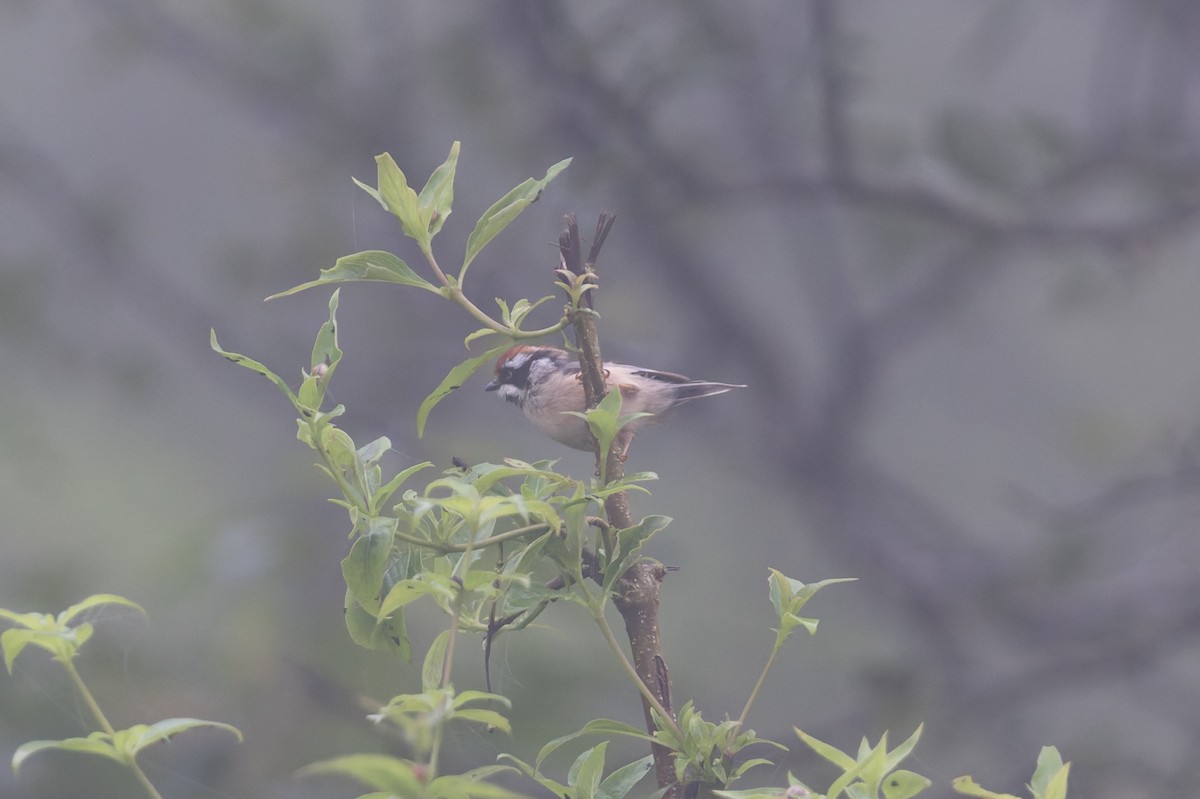 mlynařík kaštanovotemenný - ML646858367